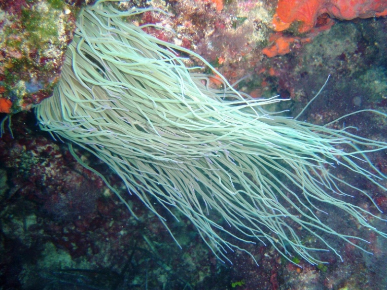 Anemonia viridis